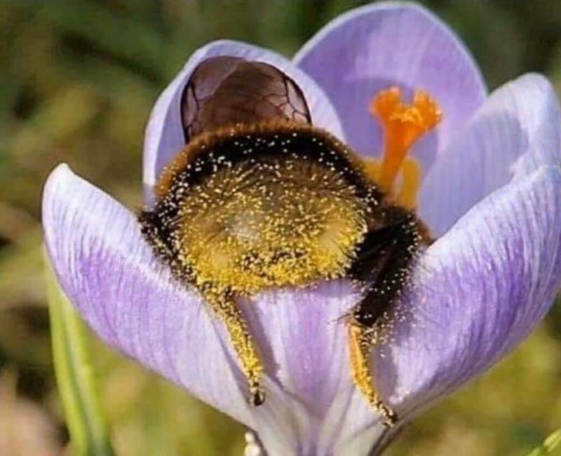 Brug hypnose til behandling af f.eks. fobi for bier.
